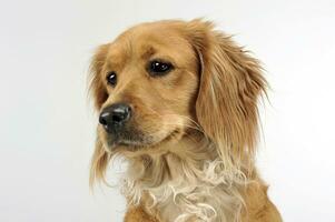 nett Hund Porträt im ein Weiß Studio foto