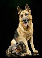 ein bezaubernd Draht behaart Dackel und ein Deutsche Schäfer Hund foto