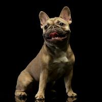 Studio Schuss von ein bezaubernd Französisch Bulldogge foto