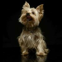 Yorkshire Terrier suchen oben im das dunkel Hintergrund foto