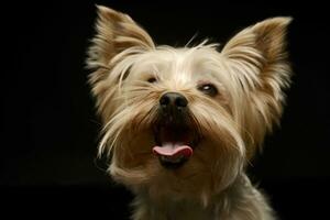 komisch Yorkshire Terrier Porträt im dunkel Studio foto