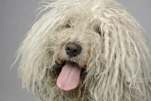 ein zottelig Hund mit es ist Zunge hängend aus foto