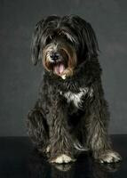 dunkel Köter Hund Sitzung im Studio mit dunkel Hintergrund foto