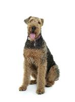 Studio Schuss von ein bezaubernd airedale Terrier suchen neugierig beim das Kamera foto