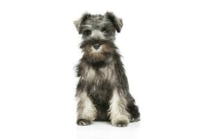 Studio Schuss von ein bezaubernd Schnauzer Salz- und papper Hündchen Sitzung und suchen neugierig beim das Kamera foto