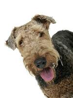 Porträt von ein bezaubernd airedale Terrier suchen zufrieden foto