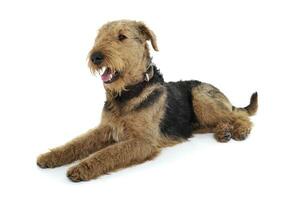 Studio Schuss von ein bezaubernd airedale Terrier suchen zufrieden foto