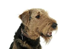 Porträt von ein bezaubernd airedale Terrier suchen neugierig foto