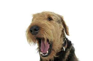 Porträt von ein bezaubernd airedale Terrier Gähnen auf Weiß Hintergrund foto