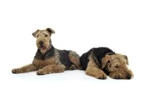 Studio Schuss von zwei bezaubernd airedale Terrier Lügen auf Weiß Hintergrund foto