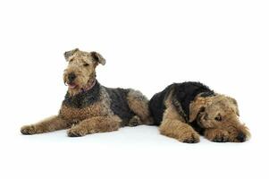 Studio Schuss von zwei bezaubernd airedale Terrier Lügen auf Weiß Hintergrund foto