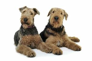 Studio Schuss von zwei bezaubernd airedale Terrier suchen neugierig beim das Kamera foto