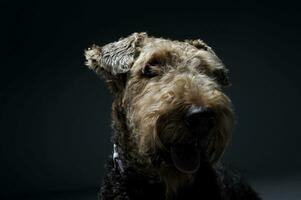 Porträt von ein bezaubernd airedale Terrier suchen zufrieden foto