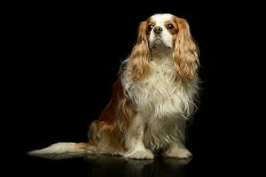 Studio Schuss von ein bezaubernd amerikanisch Cocker Spaniel foto