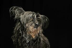schwarz Pelz Hund im ein dunkel Foto Studio