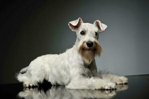 Studio Schuss von ein bezaubernd Schnauzer foto