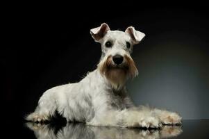 Studio Schuss von ein bezaubernd Schnauzer foto