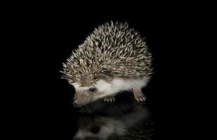 Studio Schuss von ein bezaubernd afrikanisch Weiß- aufgebläht Igel Stehen auf schwarz Hintergrund foto