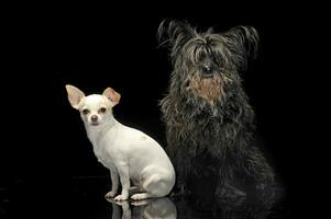 ein schwarz Köter und ein Chihuahua im dunkel Hintergrund foto