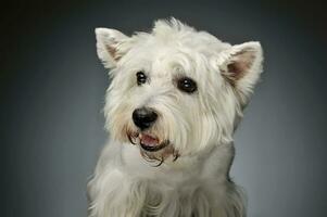 Porträt von ein Westen Hochland Weiß Terrier Westie foto