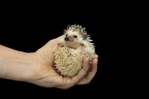 Studio Schuss von ein bezaubernd afrikanisch Weiß- aufgebläht Igel zusammengerollt im ein Mensch Hand foto