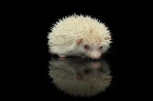 ein bezaubernd afrikanisch Weiß- aufgebläht Igel Stehen auf schwarz Hintergrund foto