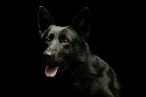Porträt von ein schön Schäfer Hund foto