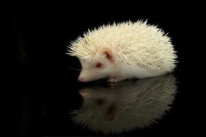 ein bezaubernd afrikanisch Weiß- aufgebläht Igel Stehen auf schwarz Hintergrund foto