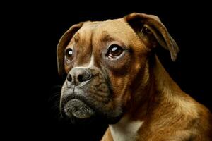 Porträt von ein bezaubernd Boxer Hündchen foto