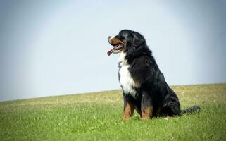 sehr nett Berner Berg Hund im das Park foto