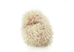 Albino Igel im das Weiß Foto Studio