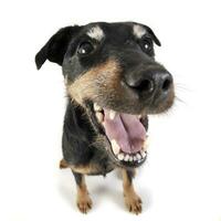 Jack Russell Terrier Porträt in weiss Hintergrund foto