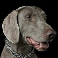 Süss Weimaraner Porträt im ein Foto Studio