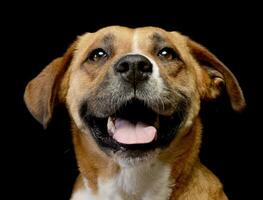 Porträt von ein bezaubernd Staffordshire Terrier foto