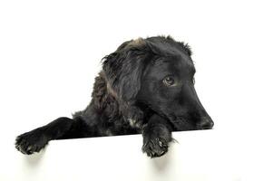 Studio Schuss von ein bezaubernd gemischt Rasse Hund suchen traurig foto