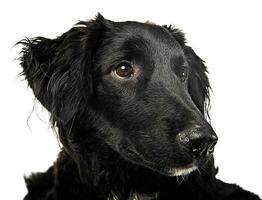 schwarz Hund Porträt im das Weiß Studio foto