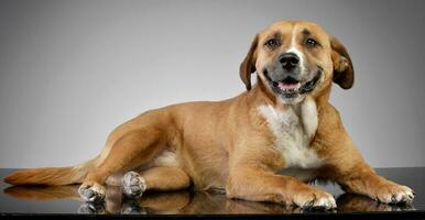 Studio Schuss von ein bezaubernd Staffordshire Terrier foto