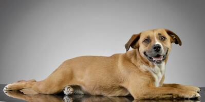 Studio Schuss von ein bezaubernd Staffordshire Terrier foto