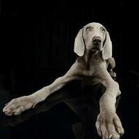 Studio Schuss von ein bezaubernd Weimaraner Hund foto