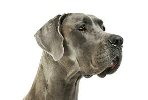 Porträt von ein bezaubernd deutsche Hund suchen neugierig foto