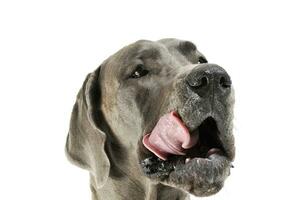 Porträt von ein bezaubernd deutsche Hund Lecken ihr Lippen foto
