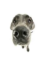 breit Winkel Porträt von ein bezaubernd deutsche Hund suchen neugierig beim das Kamera foto