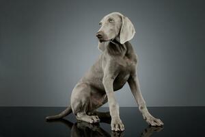 Studio Schuss von ein schön Weimaraner foto