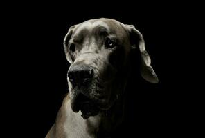 Porträt von ein bezaubernd deutsche Hund suchen neugierig foto