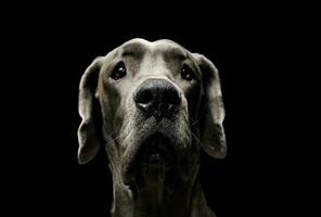 Porträt von ein bezaubernd deutsche Hund suchen neugierig beim das Kamera foto