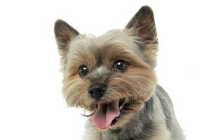 Porträt von ein bezaubernd Yorkshire Terrier suchen zufrieden foto