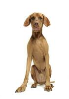 ungarisch vizsla Sitzung im Weiß Foto Studio