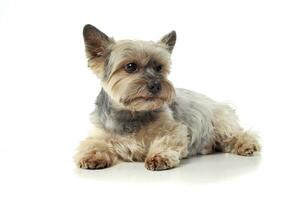 Studio Schuss von ein bezaubernd Yorkshire Terrier Lügen auf Weiß Hintergrund foto