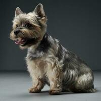 Studio Schuss von ein bezaubernd Yorkshire Terrier suchen zufrieden foto
