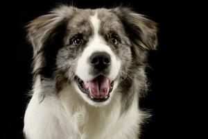 Studio Schuss von ein süß Rand Collie Hündchen foto